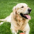 Veterinar otkrio 5 rasa pasa koje su najbolje za početnike "Definitivno sam slab na njih"