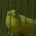Šabac: Kako se treniraju kanarinci