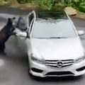 Uznemirujući snimak: Iz automobila bezbrižno hranio mečku sa mladuncem, a onda je usledio munjevit napad