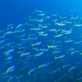 Да ли рибе пију воду? Одговор ће вас изненадити