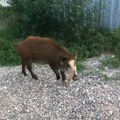 (Видео) Ово се не виђа сваки дан! Дивља звер ушетала у Мрчајевце, па урадила нешто невероватно