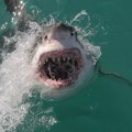 Ajkula napala ženu tokom plivanja sa delfinima na Bahamima: Austrijanka teško povređena