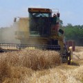„Teško će se pokriti i troškovi proizvodnje“: Poljoprivrednici i stručnjaci tvrde da je kvalitet pšenice ispod…