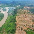 Svakog minuta nestane šuma površine 11 fudbalskih terena: Uprkos obećanjima lidera, povećan broj posečenih stabala