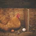 Smeđa ili bela jaja: Postoji li razlika i koja su zdravija?