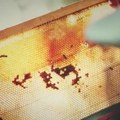 Kako je digitalni pčelarev asistent pokazao da pčele ne spavaju ni noću