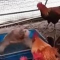 "Kokoške organizovale ilegalnu borbu pasa": Nesvakidašnji snimak izazvao buru na mrežama, komentari pljušte
