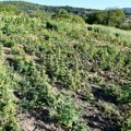 (Foto) ovo je otkrivena plantaža marihuane kod Vranja: Zaplenjeno 910 biljaka, mašine i lovačka puška: Uhapšen muškarac