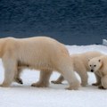 Ovakav okršaj niko nije video: Polarna medvedica napala crnog medveda