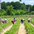 Okrutna istina o životu sezonaca u "obećanoj zemlji": Radni dani od 16 sati, loš smeštaj i mizerne plate