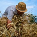 Poljoprivrednici strepe za prinos i nadaju se boljoj ceni pšenice (AUDIO)