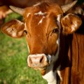 Šta znači sanjati kravu?