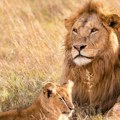 Užas u Keniji: Policija u rezervatu pronašla telo čoveka koga je napao lav