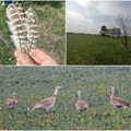 Специјални резерват природе „Пашњаци велике дропље” Након осам година долетео мужјак, надају се младима поново