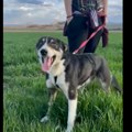 Neverovatna priča o keruši Raike: Francuskinja izgubila psa na letovanju u Grčkoj pa ga posle godinu dana našla u Srbiji…