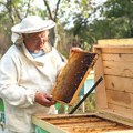 Sunčani dani ubrzali vegetaciju, bagrem nikad nije tako rano procvetao: Pčelarima preti loša godina? Evo šta savetuju…