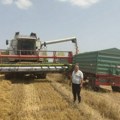 Žetva u punom jeku: Posle ječma, na severu Bačke, na redu polja pod pšenicom i uljanom repicom