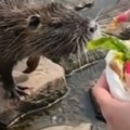 Susret pored reke se pretvorio u horor Mislila je da hrani dabra, kad je shvatila kakvog monstruma je pipnula, prevrnuo joj se…