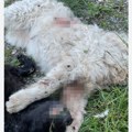 U selu Rajac pronađena tela više ubijenih pasa lutalica-policija izvršila detaljan uviđaj