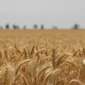 Saveti Poljoprivredne stručne službe Zrenjanin: Nalivanje zrna i sazrevanje pšenice Poljoprivredna stručna služba Zrenjanin…