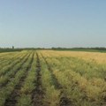 Dobra zarada bez mnogo ulaganja Može da se maže na hleb, a od nje se pravi i sapun: Nemanja otkriva kako se ova biljka uspešno…