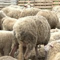 "Izaberite isključivo zdrave životinje": Zavod za javno zdravlje uputio hitan apel za klanje kurbana!