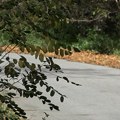 Još dva kilometra novog asfalta u naselju Grabovica (VIDEO)