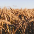 Pšenica na Produktnoj berzi u Novom Sadu poskupela oko 11 odsto