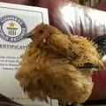 Uginula najstarija kokoška na svetu: Malena ptica bila popularna širom planete vlasnica ne može da dođe sebi od tuge…