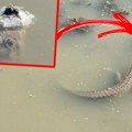 Šok snimak aligatora koji viri iz zaleđenog jezera obilazi svet: Mnogi veruju da je mrtav, ali monstrum ima način da prevari…