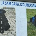 Ceo Novi Sad traga za Garom: Čovek zakupio bilbord da oglasi nestanak mešanca sa ulice, nudi i vrednu nagradu