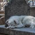 Na sahrani mladića pojavio se pas lutalica: Nije se pomerao sa groba 10 dana, a onda isplivala potresna priča