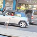 Roda na Dorćolu iznenadila prolaznike: Stajala na pešačkom ostrvu, zbunila i vozače
