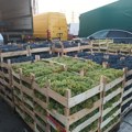 Grožđe na pijacama puno pesticida koji izazivaju neplodnost! Inspektori zatražili od potrošača da ga ne jedu