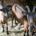 "Jednom u 100 godina": Koza ojarila pet jarića u selu kod Tutina