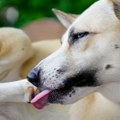 Oprez! Ako vaš pas stalno liže šape - to nije samo navika: Ovaj znak može ukazivati da se radi o ozbiljnom problemu