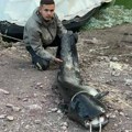 (Foto) Amel i Emil upecali grdosiju od dva metra Soma kapitalca od 45 kilograma posle sat vremena borbe izvukli iz Uvačkog…