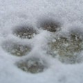 Planinari iz BiH koji su stradali na Elbrusu sa sobom na uspon nosili i mačku - nije pronađena