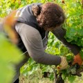Vinogradari u Bordou primenjuju tehnike da izbegnu aromu dima u vinu