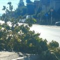 Čitaoci javljaju: U ulici Solunskih ratnika polomljene grane i dalje na kolovozu i trotoaru