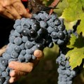 Пољопривреда и алкохол: Светска производња вина пада на најнижи ниво од 1961.