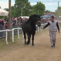 Štraparijada u Grivcu postaje tradicionalna i svake godine sve masovnija