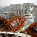 Šire se po stanovima, prenosimo ih u torbama: Ovi insekti haraju tokom cele godine, gotovo ih je nemoguće istrebiti, a evo…