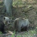 Uhvaćen gorostas od 162 kilograma na durmitoru Akcija trajala dva sata (foto/video)