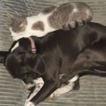 Novi Zakon o dobrobiti životinja je toliko nakaradan, da izgleda kao da se neko trudio da ga napravi baš lošim