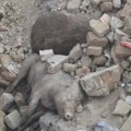 Aktivisti tvrde da je veliki broj leševa svinja na divljem smetlištu kod Klenka