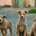 Do 10. avgusta otvorena javna rasprava o Nacrtu zakona o dobrobiti životinja