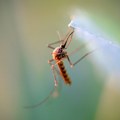 Virus Zapadnog Nila se širi Srbijom: Kod skoro svih obolelih razvio se težak oblik, ovo su simptomi za uzbunu