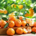 Problemi u Hrvatskoj; Proizvođači mandarina na udaru: Cene padaju, zarada sve manja