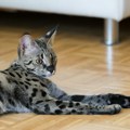 Mešavina domaće i divlje mačke jedan od najtraženijih ljubimaca u Britaniji: Koliko koštaju "savane"?